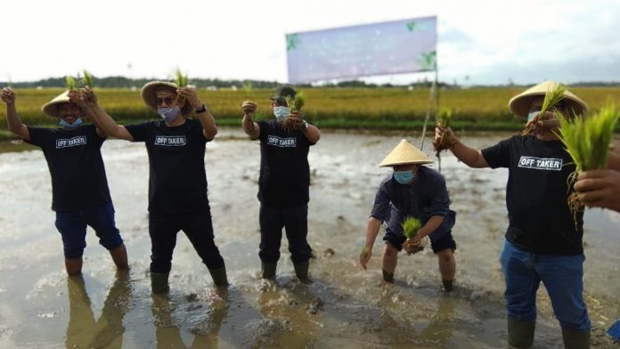 Setelah berhasil menggelar panen perdana dari hasil para petani binaan Dompet Dhuafa dan para santri yang ditanam di sawah irigasi seluas 50 hektar, selanjutnya, Dompet Dhuafa akan mempersiapkan perluasan sawah irigasi pertanian menjadi 1.000 hektar. Foto: humas Dompet Dhuafa